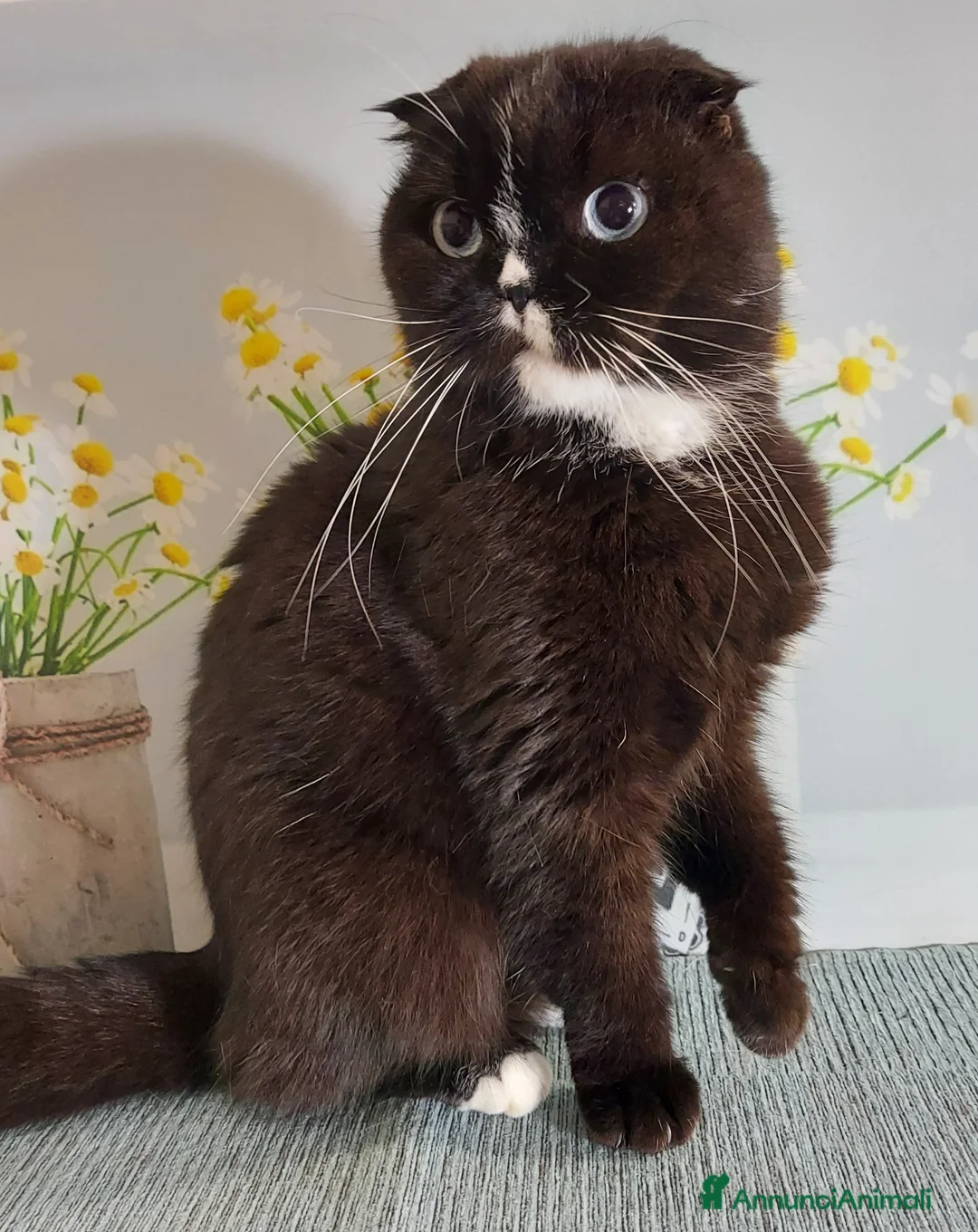 Scottish gatti in regalo: Scottish fold femmina in regalo  - Annuncio 3