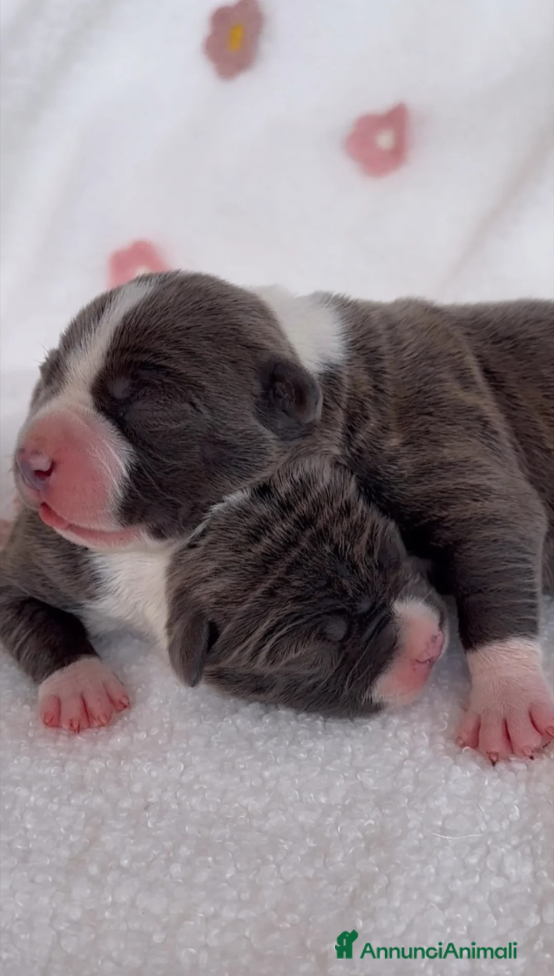 American Staffordshire cani in vendita: Amstaff cuccioli Blu con Pedigree ENCI - Annuncio 1