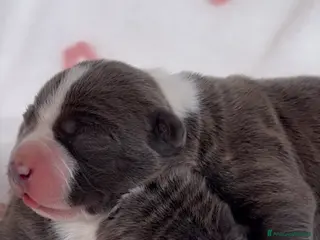 American Staffordshire cani Amstaff cuccioli Blu con Pedigree ENCI - Annuncio 1