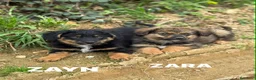 Meticcio cani in regalo: 4 SPLENDIDI CUCCIOLI cercano casa! Super coccoloni - Annuncio 2