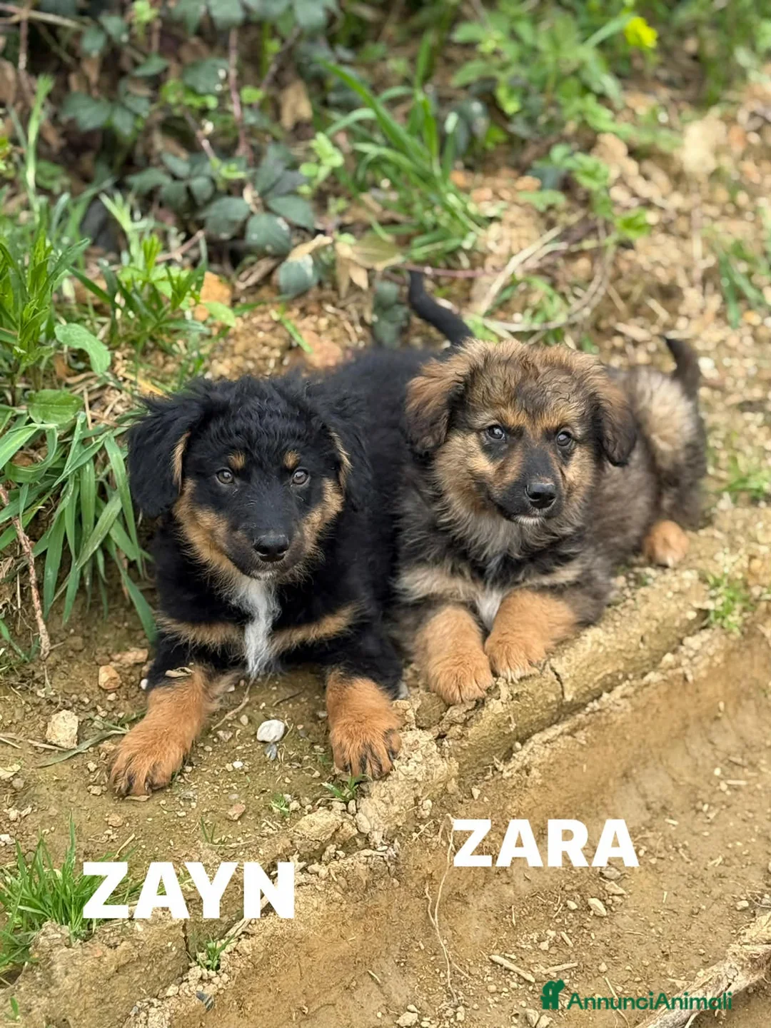 Meticcio cani in regalo: 4 SPLENDIDI CUCCIOLI cercano casa! Super coccoloni - Annuncio 2