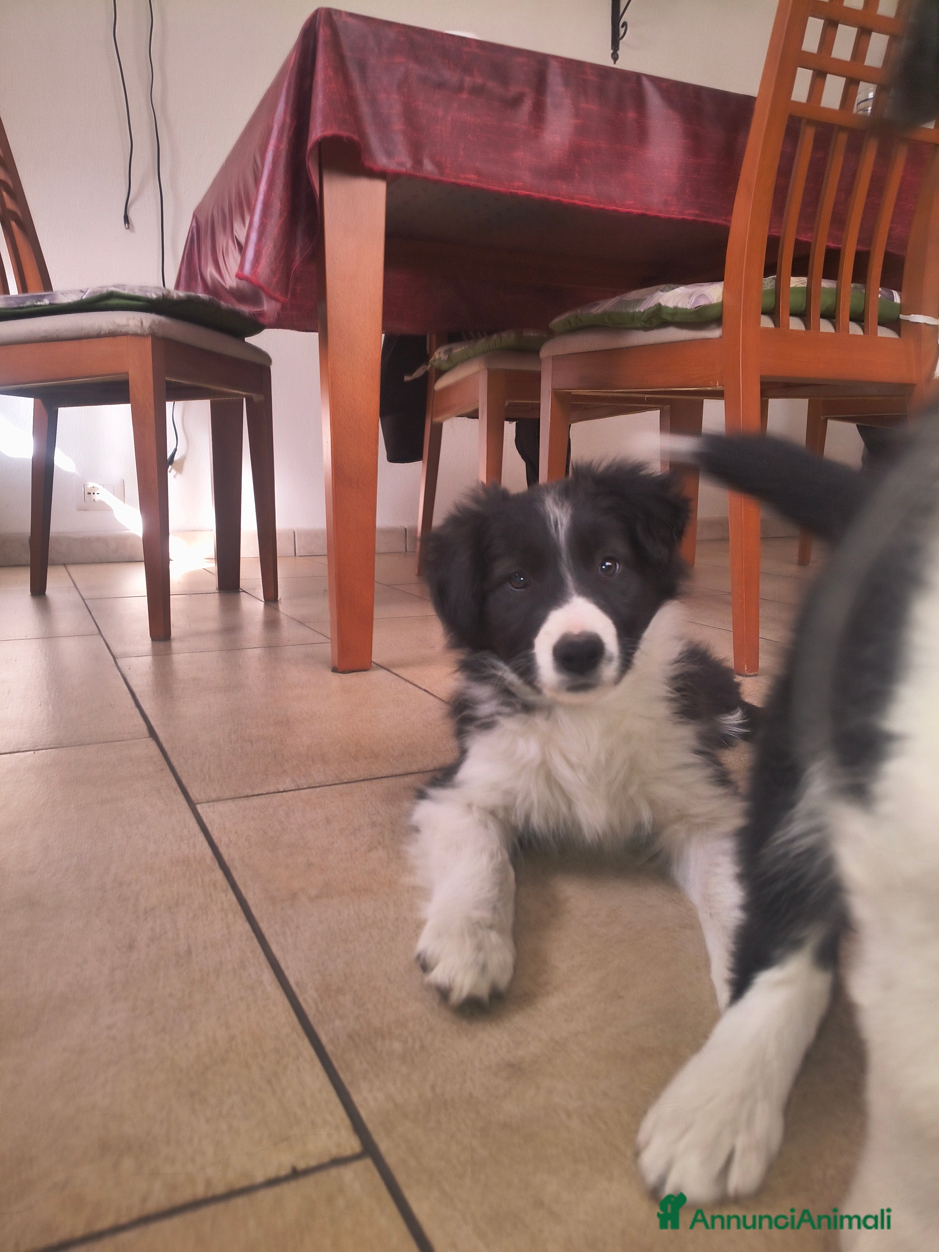 Border Collie cani Cuccioli Border Collie  - Annuncio 8