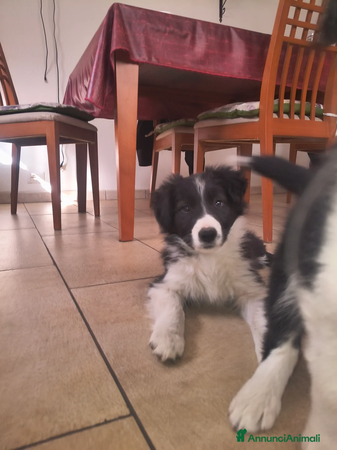 Border Collie cani in vendita: Cuccioli Border Collie  - Annuncio 1