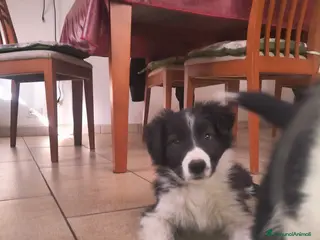 Border Collie cani Cuccioli Border Collie - Annuncio 8