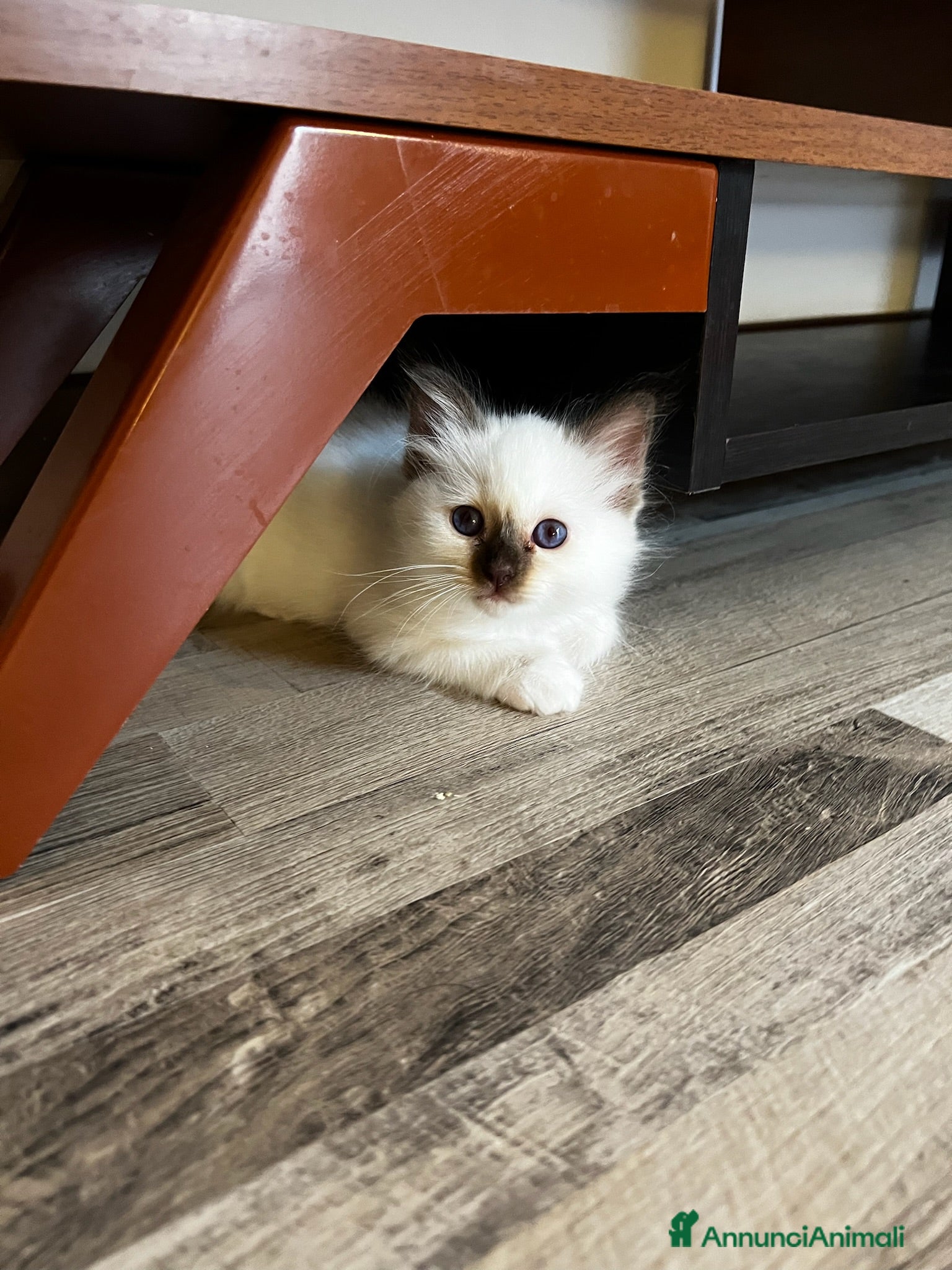 Sacro di Birmania gatti in vendita: Cuccioli sacro di Birmania  - Annuncio 2