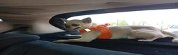 Chihuahua cani per accoppiamento: chiuahua  - Annuncio 4