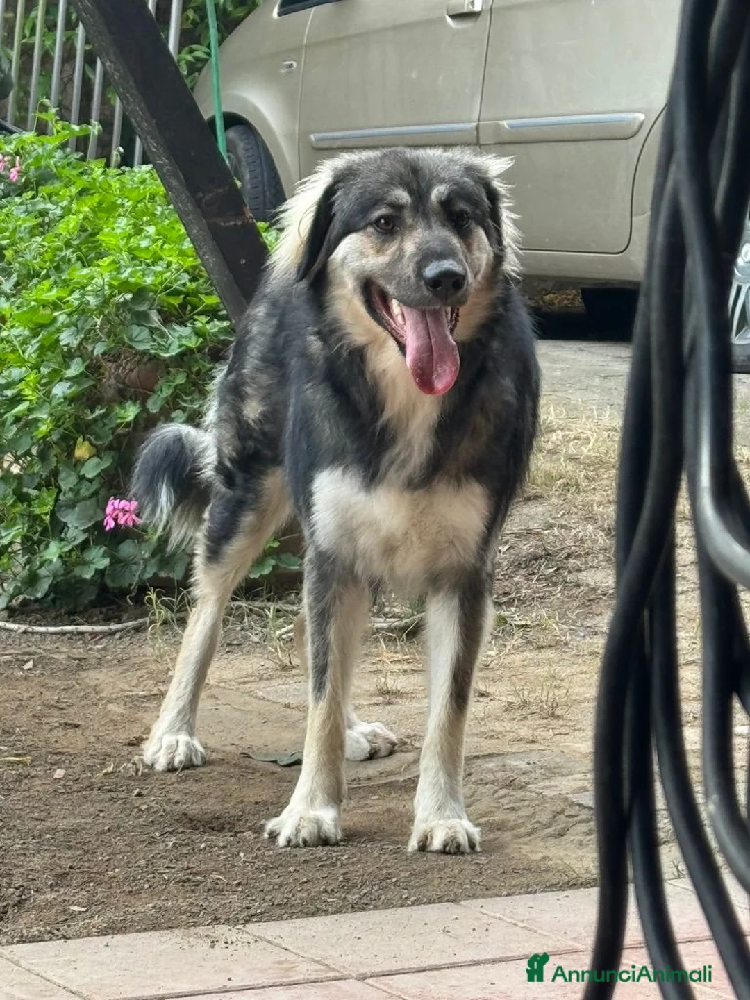 Meticcio cani in regalo: Cora: 2 anni, cerca nuova famiglia  - Annuncio 9