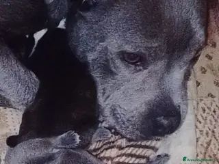 Staffordshire cani Staffordshire bull terrier - Annuncio 1