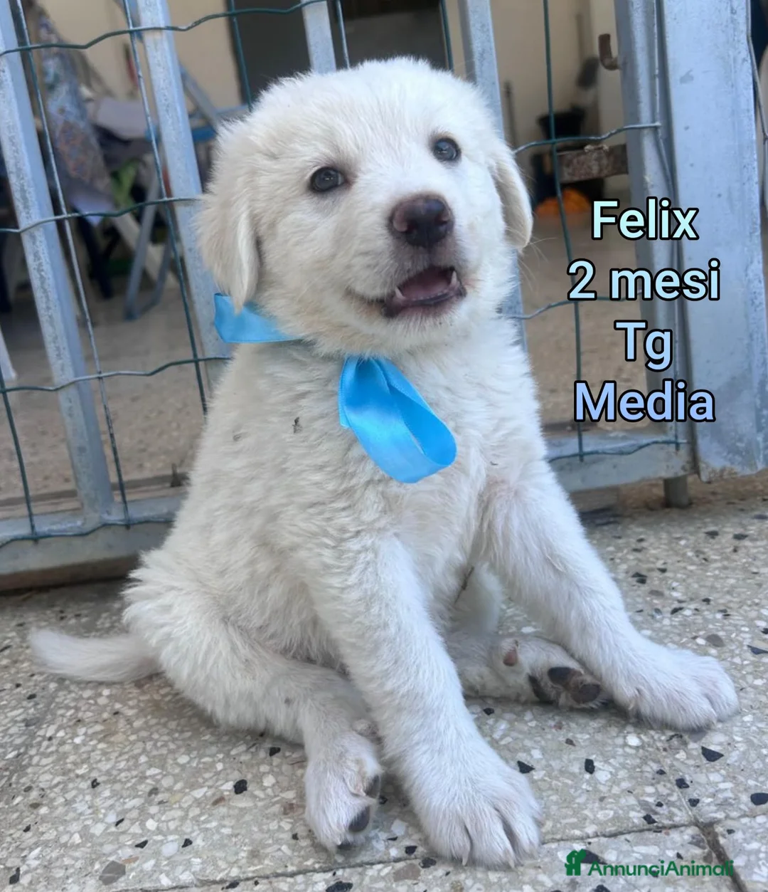 Meticcio cani in regalo: Cuccioli soli ed esclusi a Città Metropolitana di Genova - Annuncio 11