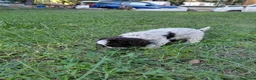 Lagotto cani in vendita: Cuccioli lagotto romagnolo - Annuncio 5