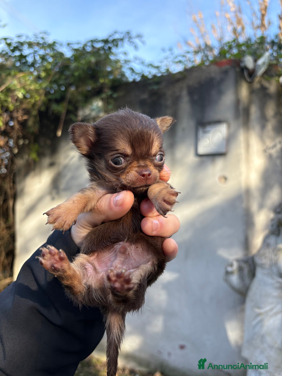 Chihuahua cani in vendita: Chihuahua maschio  - Annuncio 1