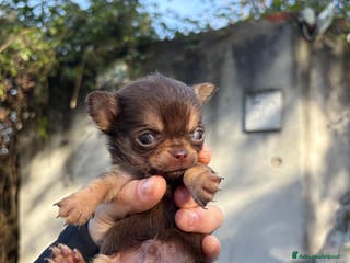 Chihuahua cani Chihuahua maschio - Annuncio 24