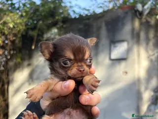Chihuahua cani Chihuahua maschio - Annuncio 23
