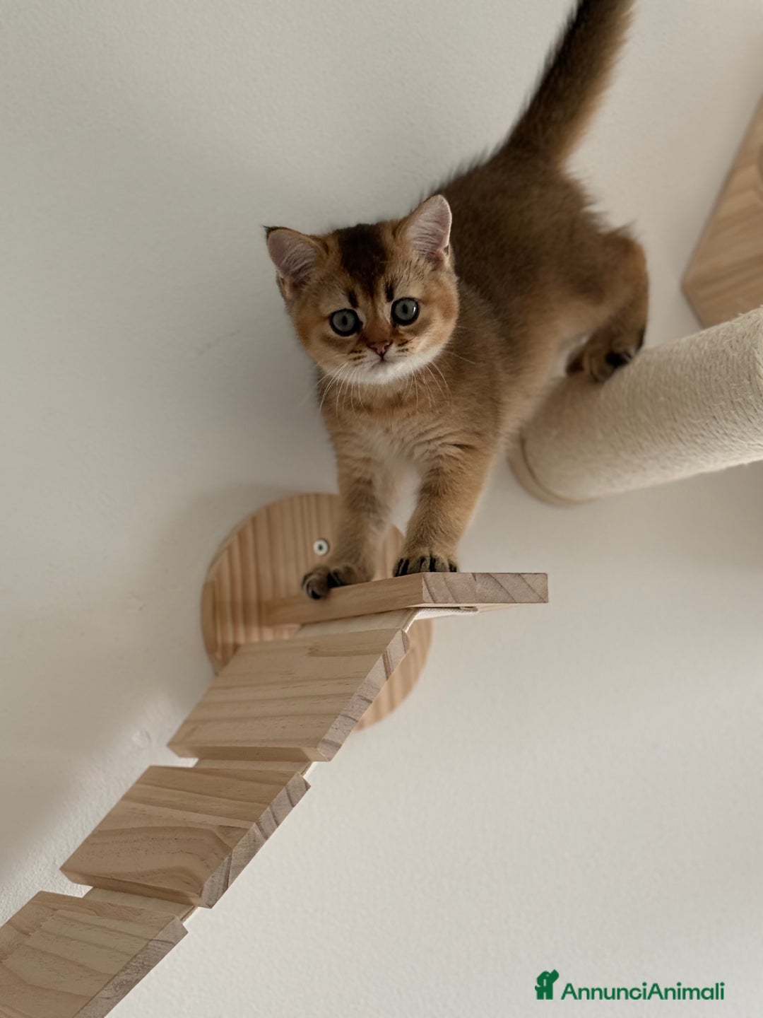 Scottish gatti in vendita: Scottish straight  - Annuncio 7