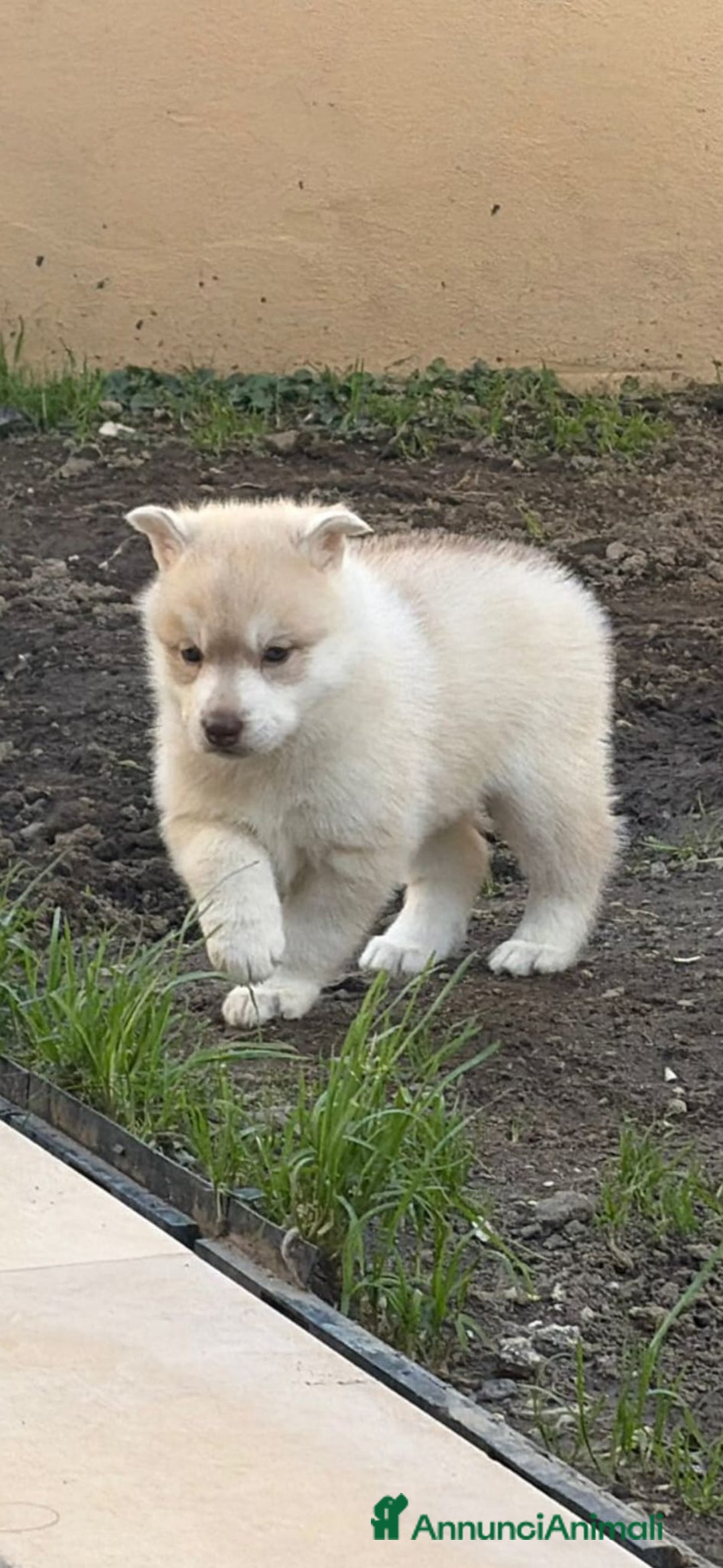 Husky cani in vendita: cuccioli Siberian Husky con pedigree enci - Annuncio 4