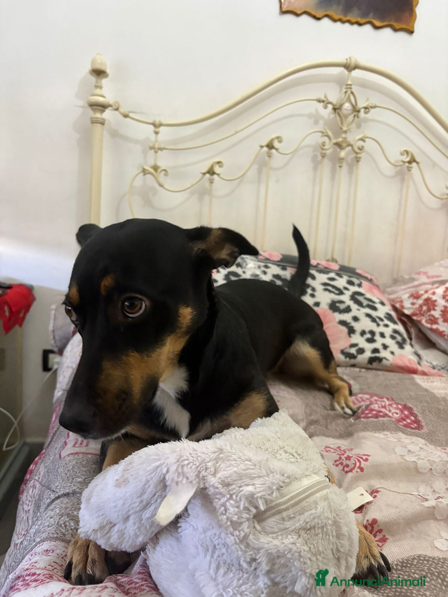 Meticcio cani Regalo cucciola di miticcio a Città metropolitana di Catania - Annuncio 3