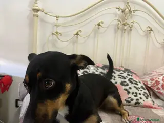 Meticcio cani Regalo cucciola di miticcio a Città metropolitana di Catania - Annuncio 3