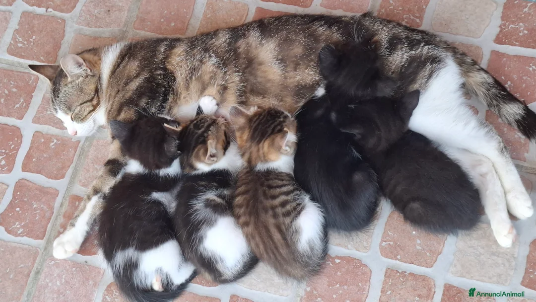 Meticcio gatti in regalo: Regalo gattino e gattina a Provincia di Fermo - Annuncio 2
