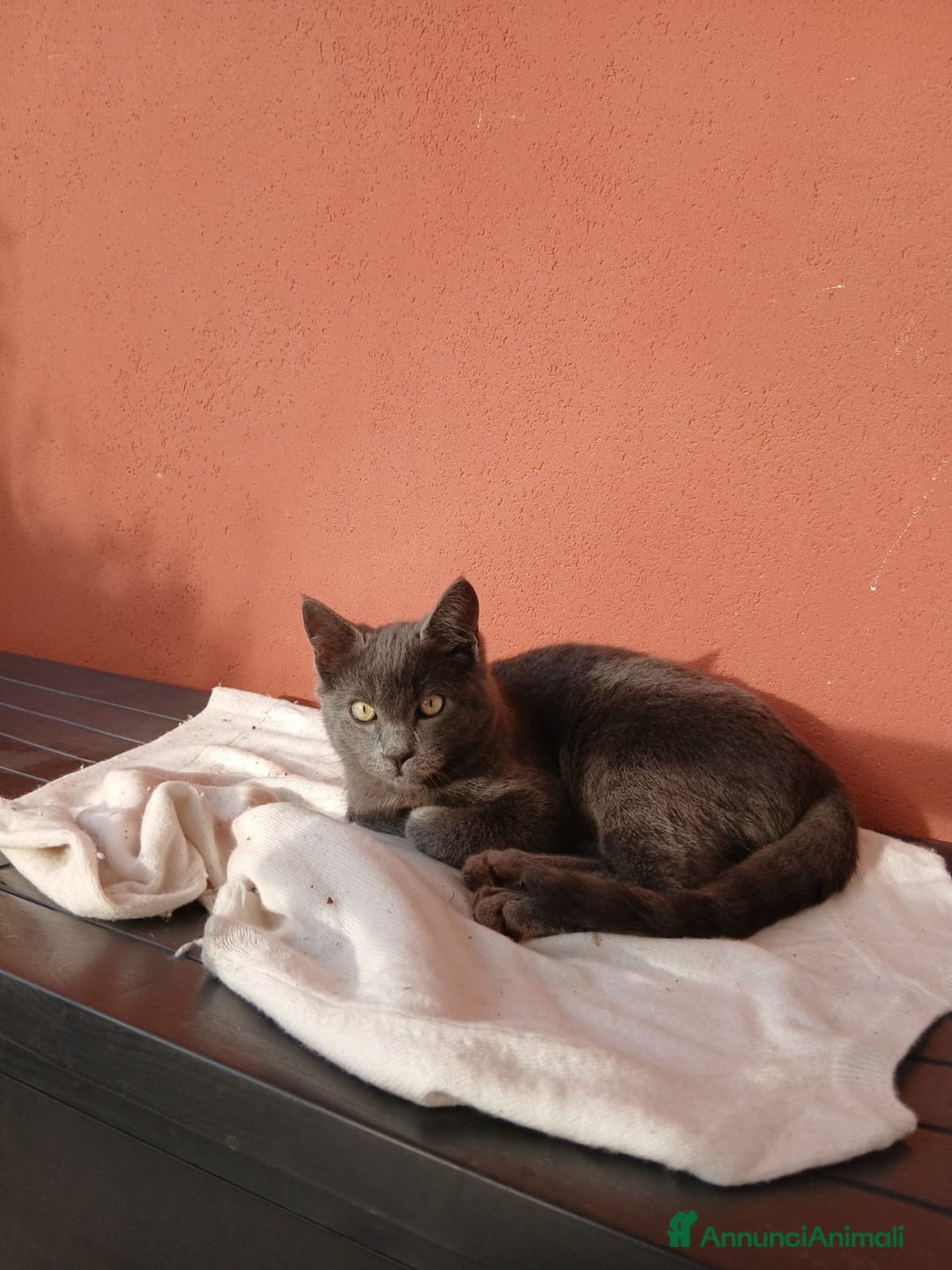 Meticcio gatti in regalo: Guido gattino bellissimo - Annuncio 2