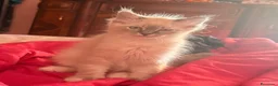 Ragdoll gatti in vendita: Cucciolo Ragdoll maschio 3 mesi - Annuncio 3