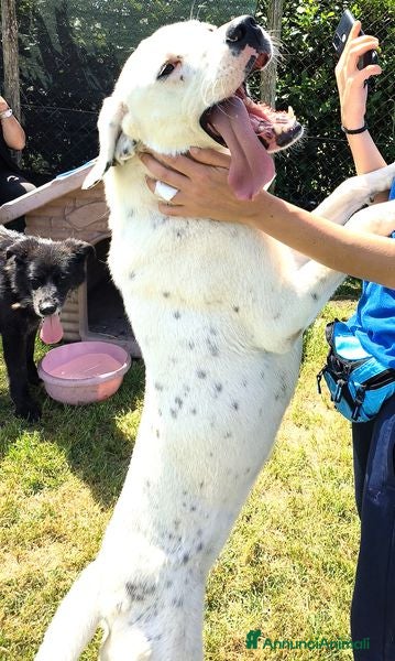 Altre razze cani in regalo: ROSARIO, mix di simpatia unica - Annuncio 8