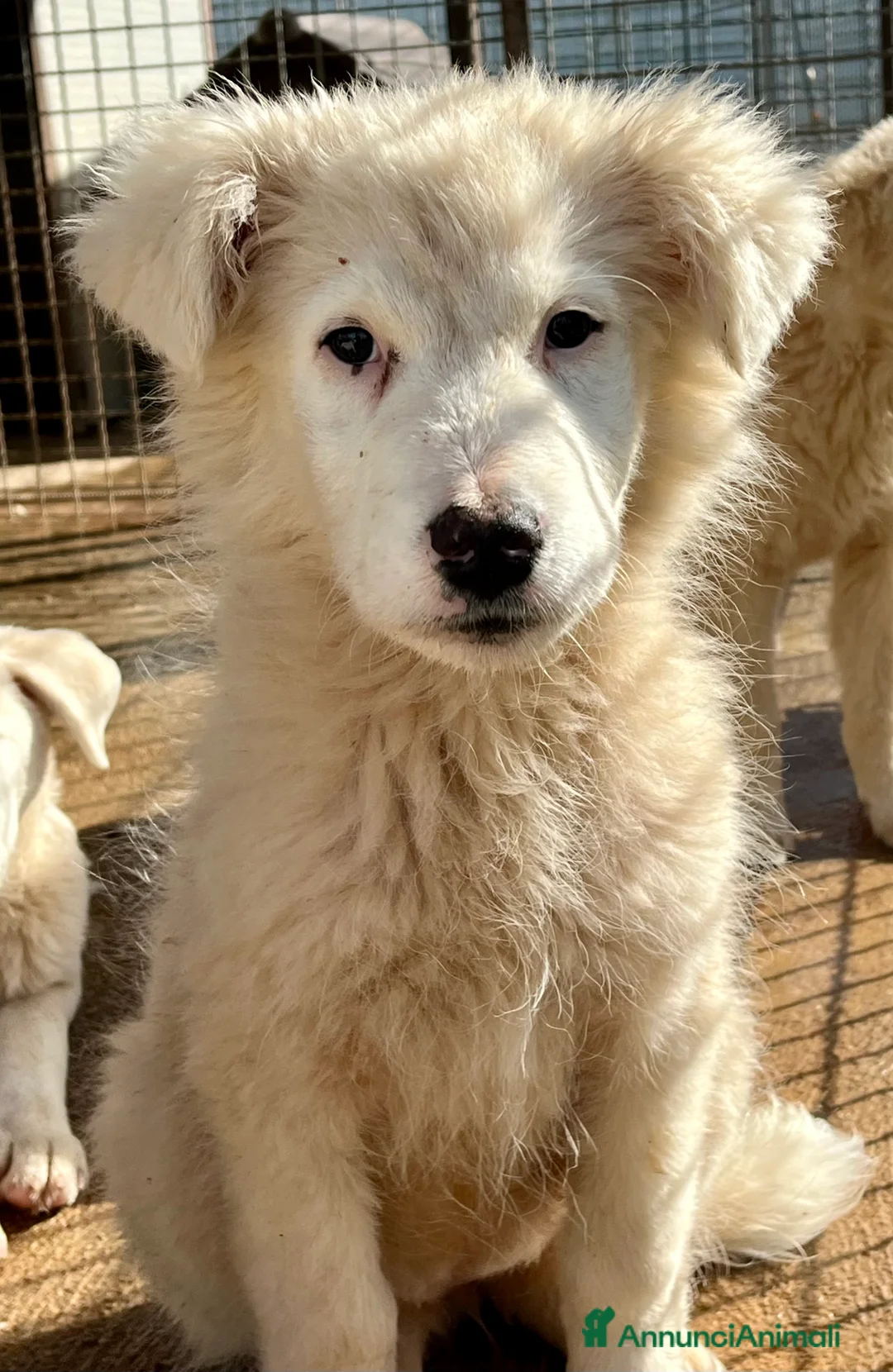 Meticcio cani in regalo: Cuccioli simil pastore maremmano - Annuncio 5
