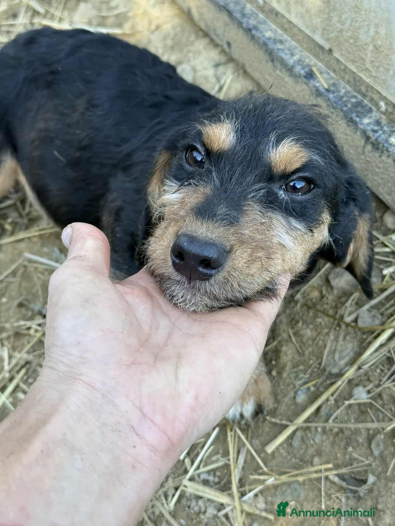 Meticcio cani LENY, affettuoso cucciolo TG PICCOLA! Zampecorte - Annuncio 16