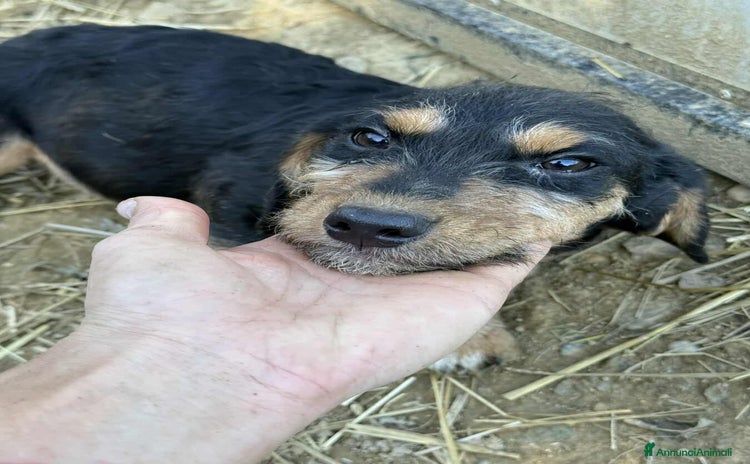 Meticcio cani LENY, affettuoso cucciolo TG PICCOLA! Zampecorte - Annuncio 12