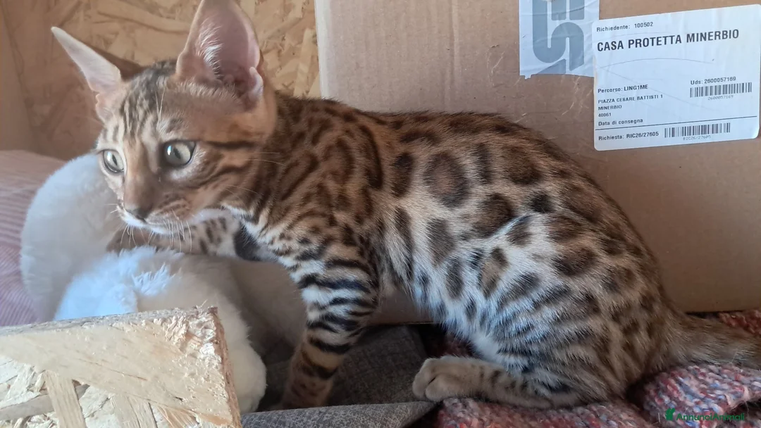 Bengala gatti in vendita: Bengala cuccioli  a Provincia di Ravenna - Annuncio 2