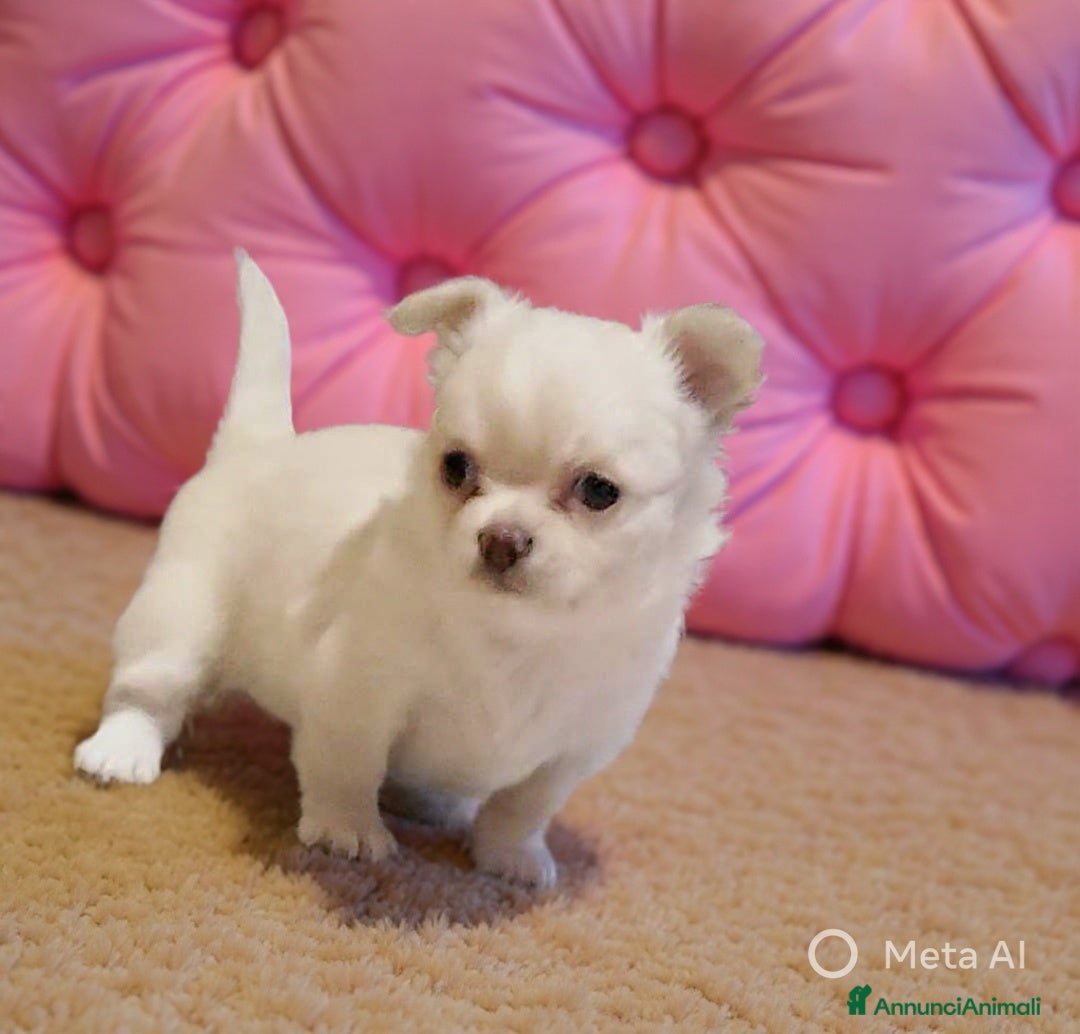 Chihuahua cani in vendita: Cucciole di chihuahua - Annuncio 4