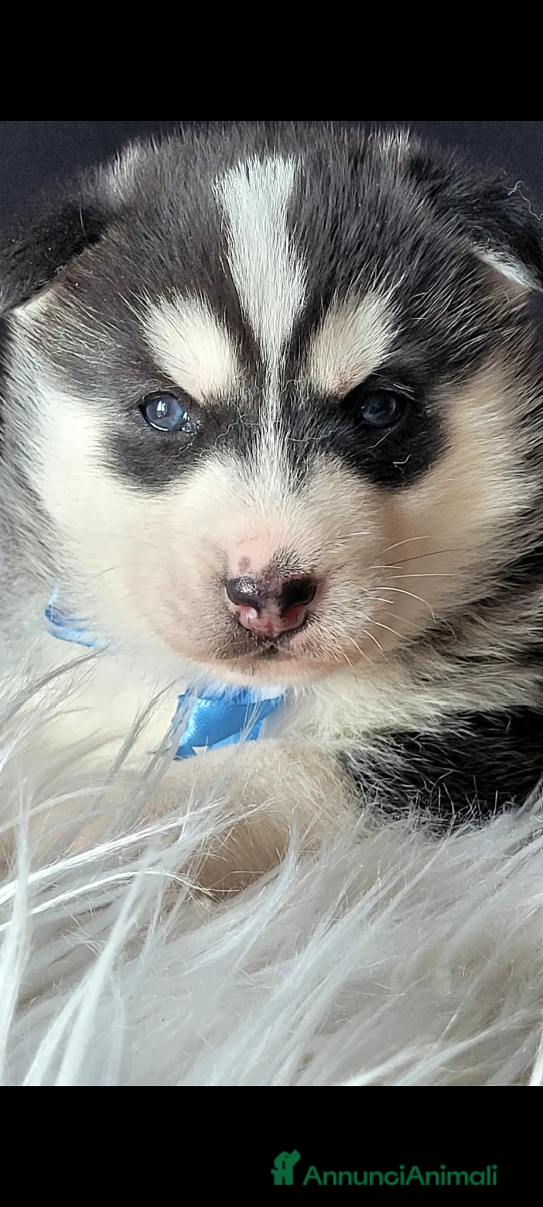 Husky cani in vendita: SIBERIAN HUSKY CUCCIOLATA CON PEDIGREE  - Annuncio 1