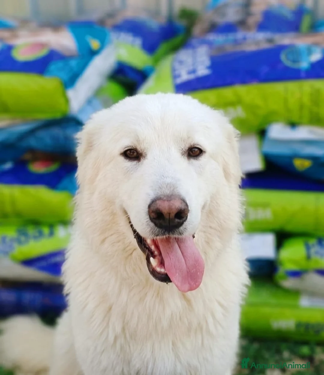 Pastore Svizzero cani in regalo: Gucci, dolcissimo pastore svizzero - Annuncio 1