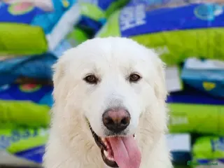 Pastore Svizzero cani Gucci, dolcissimo pastore svizzero - Annuncio 2