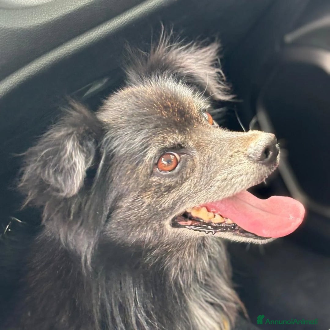 Meticcio cani in regalo: Billy adozione del cuore - 6 kg di amore! - Annuncio 2