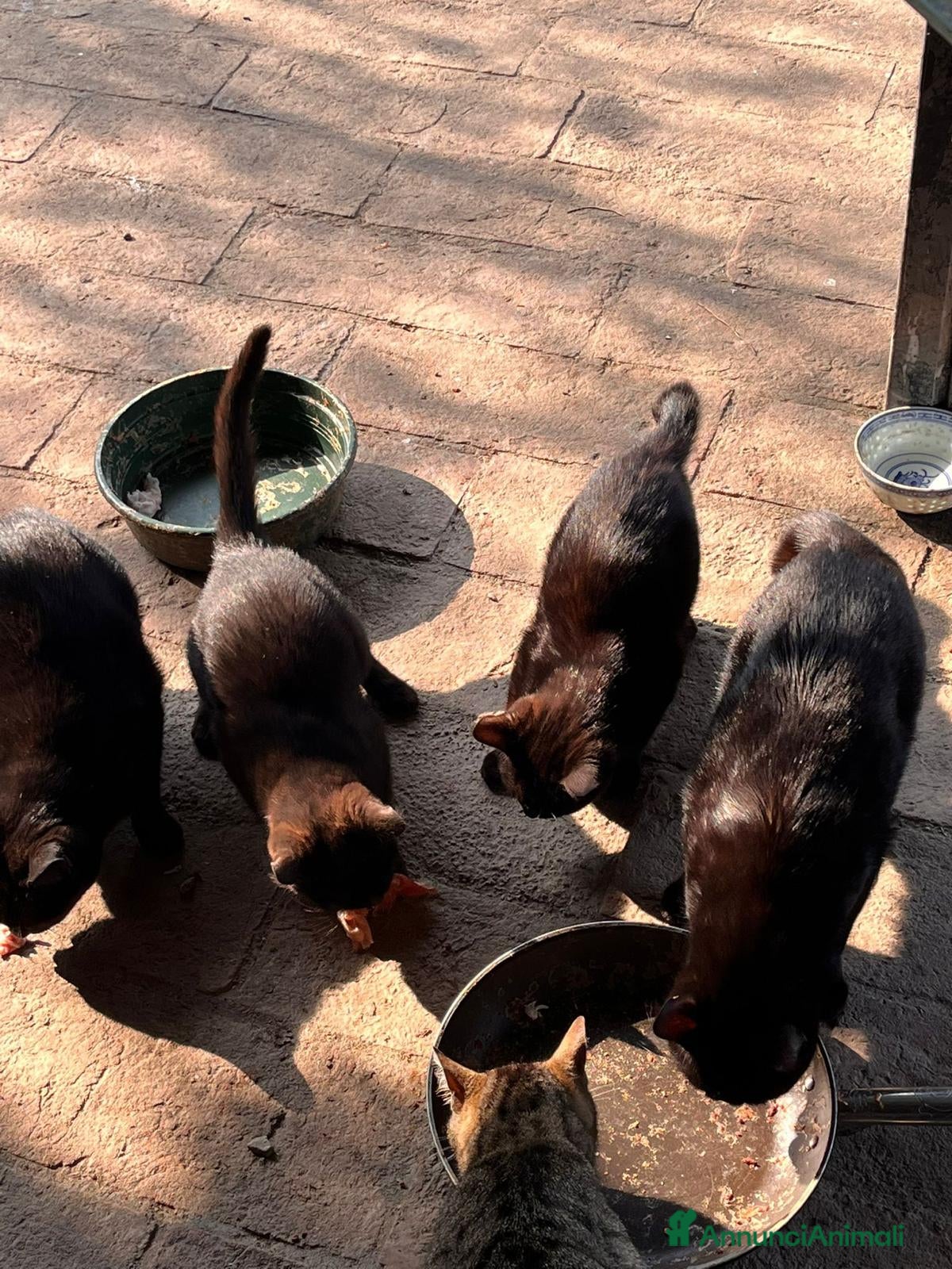 Meticcio gatti GATTI - Annuncio 16