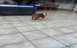 Bulldog cani in vendita: Vendo Bulldog Inglese Maschio a Provincia di Lecce - Immagine 4