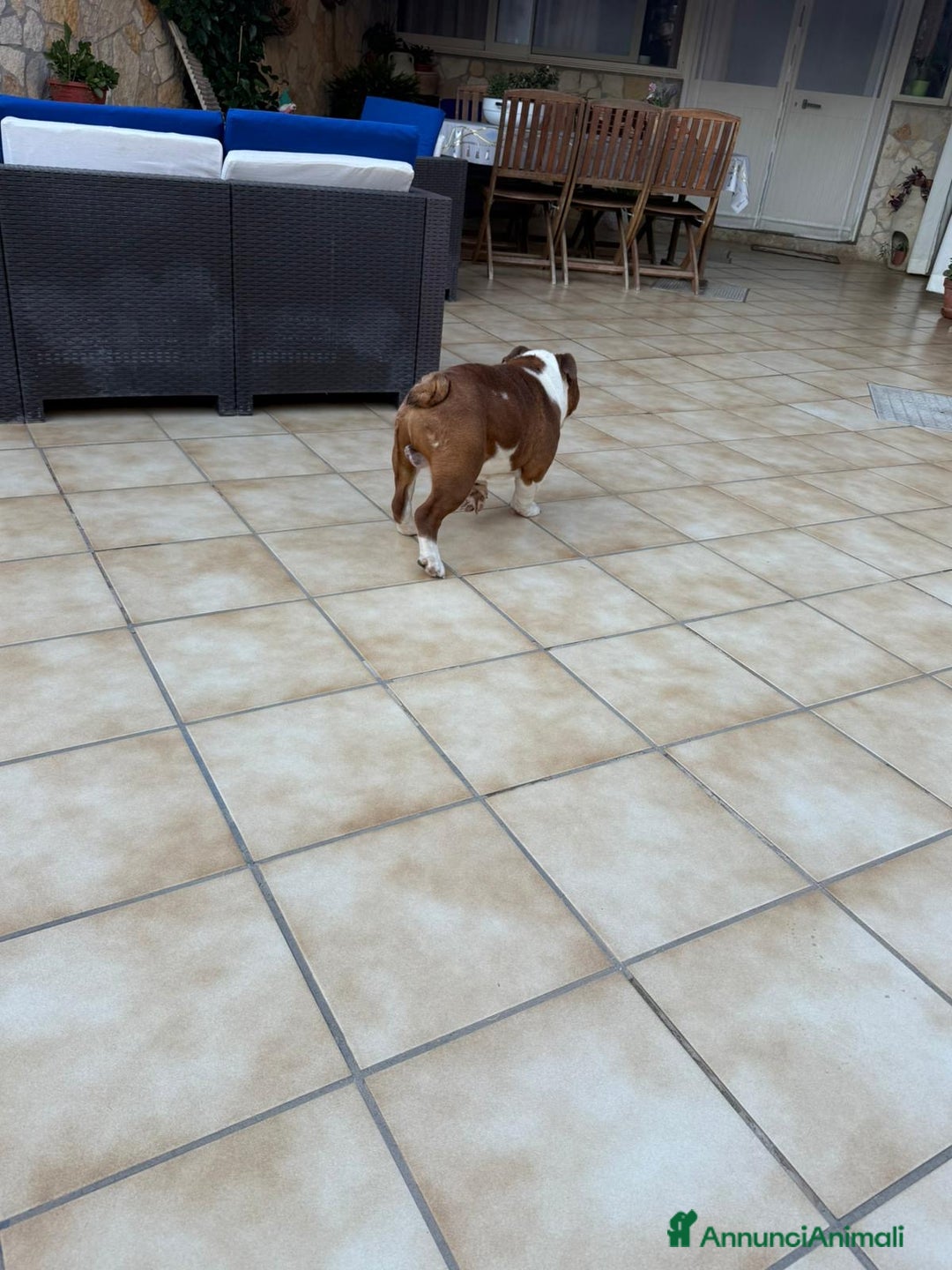 Bulldog cani in vendita: Vendo Bulldog Inglese Maschio a Provincia di Lecce - Immagine 4