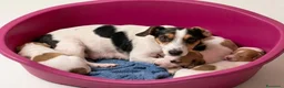 Jack Russell cani in vendita: Cuccioli jack russell - Annuncio 3