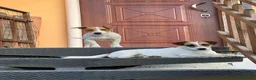 Jack Russell cani in vendita: Cuccioli di Jack russel  - Annuncio 1