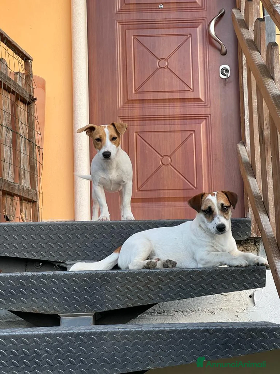 Jack Russell cani in vendita: Cuccioli di Jack russel  - Annuncio 1