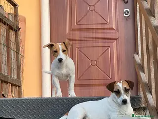 Jack Russell cani Cuccioli di Jack russel - Annuncio 1