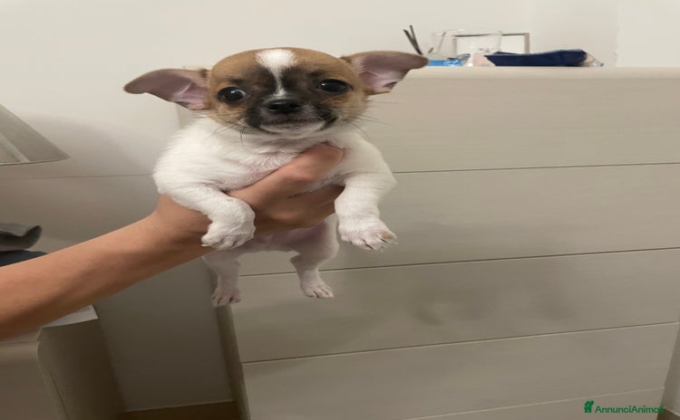 Chihuahua cani a Provincia di Taranto - Annuncio 8