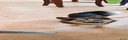 Meticcio cani in regalo: Milo dolcissimo cagnolino taglia piccola a Città metropolitana di Milano - Annuncio 2