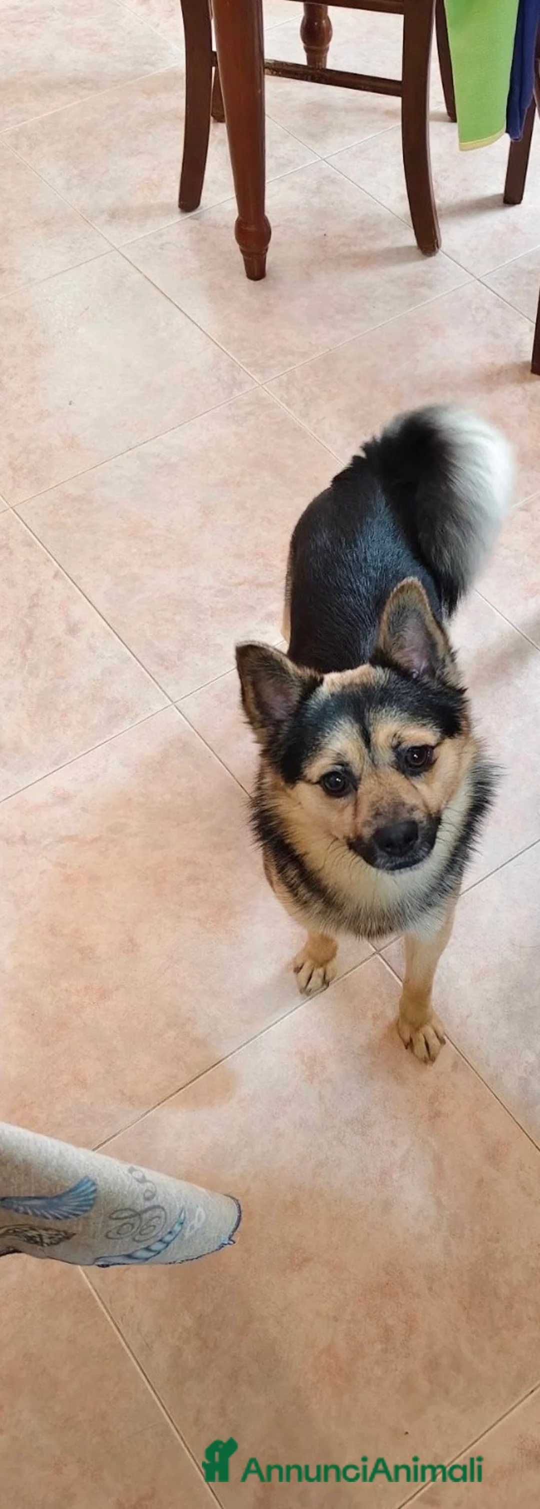 Meticcio cani in regalo: Milo dolcissimo cagnolino taglia piccola a Città metropolitana di Milano - Annuncio 2
