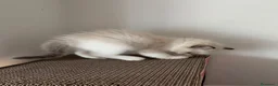 Ragdoll gatti in vendita: Gattino Ragdoll con pedigree - Annuncio 4