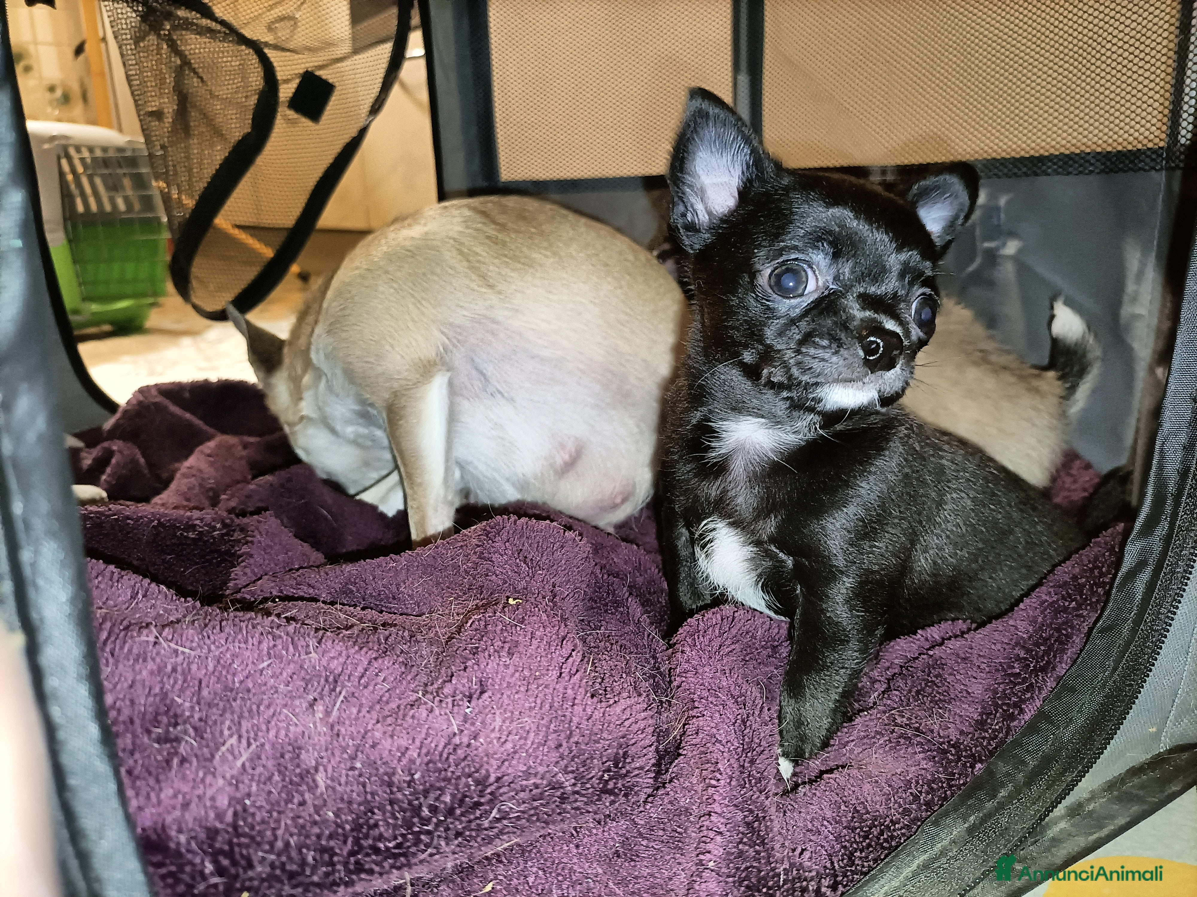 Chihuahua cani Chihuahua cucciolo maschio con Pedigree  - Annuncio 2