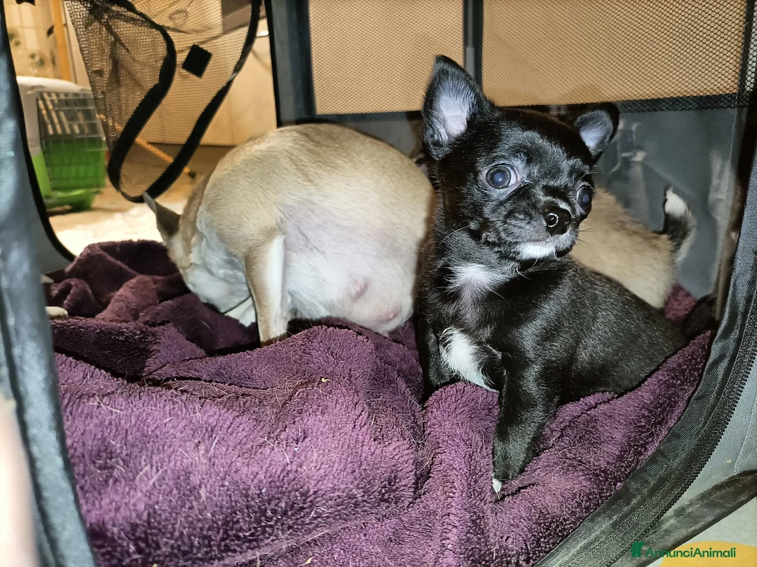 Chihuahua cani in vendita: Chihuahua cucciolo maschio con Pedigree  - Annuncio 2