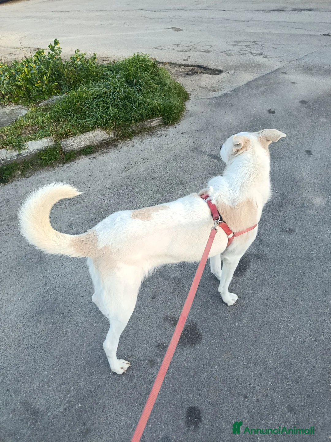 Meticcio cani in regalo: Elettra  - Annuncio 3