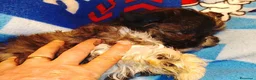 Shih Tzu cani in vendita: Splendidi cuccioli di Shitzu  - Annuncio 12