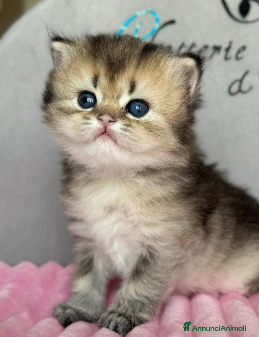 British gatti in vendita: Bellissimi cuccioli di british shorthair  - Annuncio 2